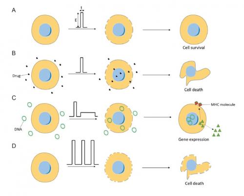 Eagle Harbor Technologies: Die Abbildung zeigt das Prinzip der Anwendung der Elektroporation im biomedizinischen Bereich: A – Allgemeines Prinzip der reversiblen Elektroporation, B – Elektrochemotherapie, C – Elektrogentherapie, D – Irreversible Elektroporation.